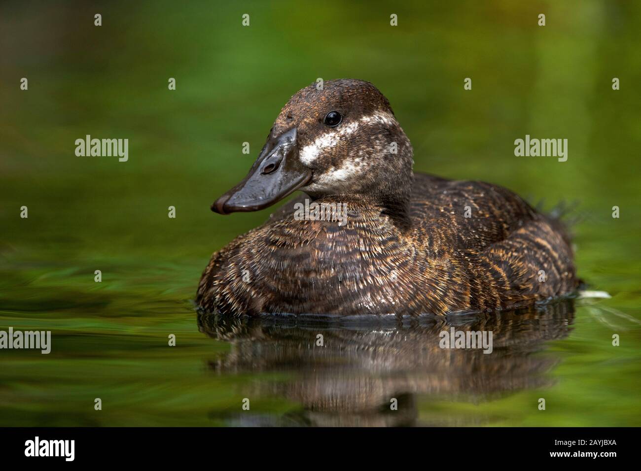 Argentine lake duck (Oxyura vittata), swimming female, half-length portrait, Zoo HD Stock Photo