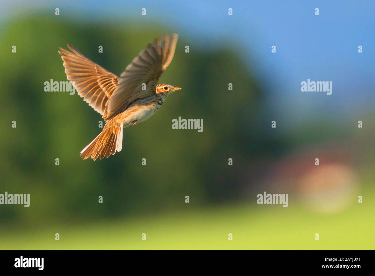 Eurasian sky lark (Alauda arvensis), in flight, side view, Germany ...