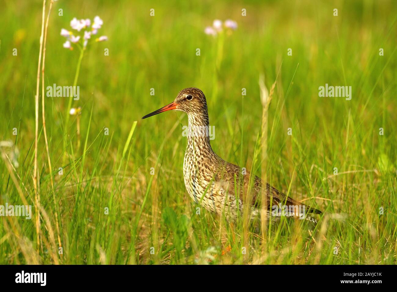 common redshank (Tringa totanus), stands in a meadow, Germany Stock Photo