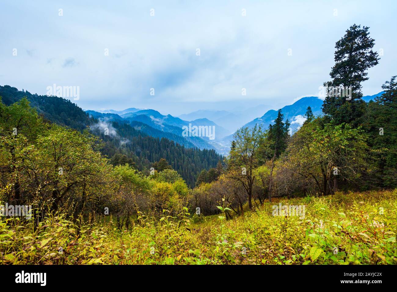 Scenic landscape view of the forested Himalaya mountain slope in clouds with the evergreen conifers in mist Stock Photo