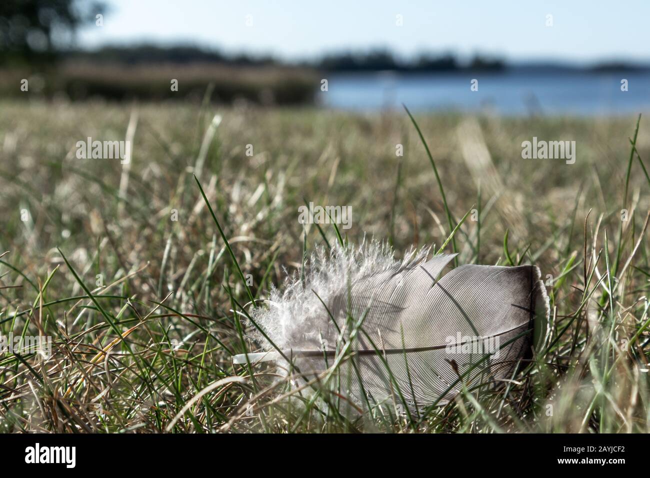 Sea gull bird feather on grass near lake bright sunny day macro close up Stock Photo