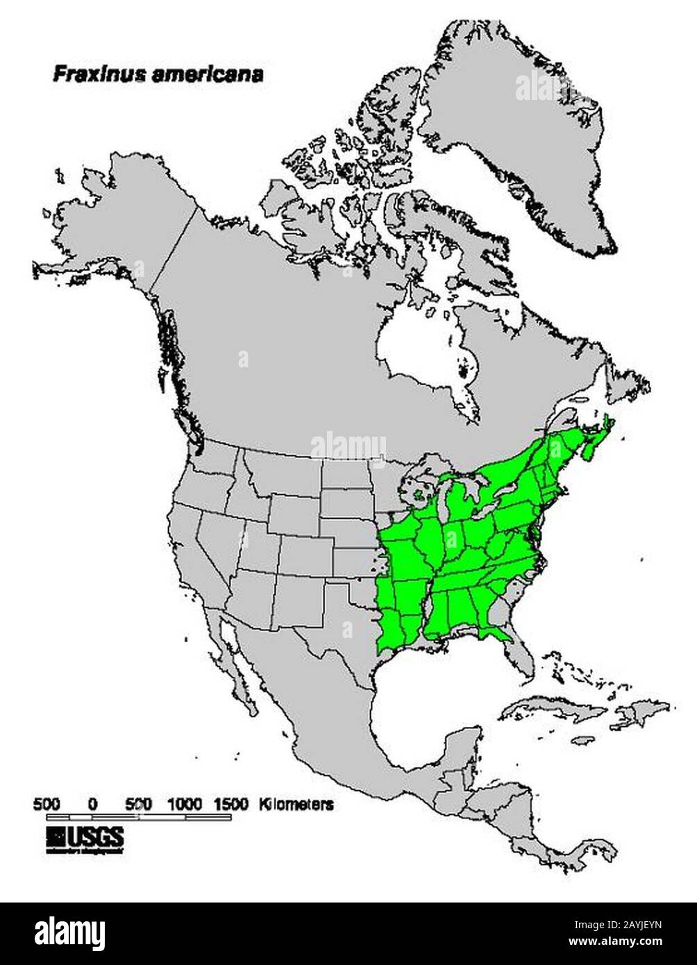 Fraxinus americana range map. Stock Photo
