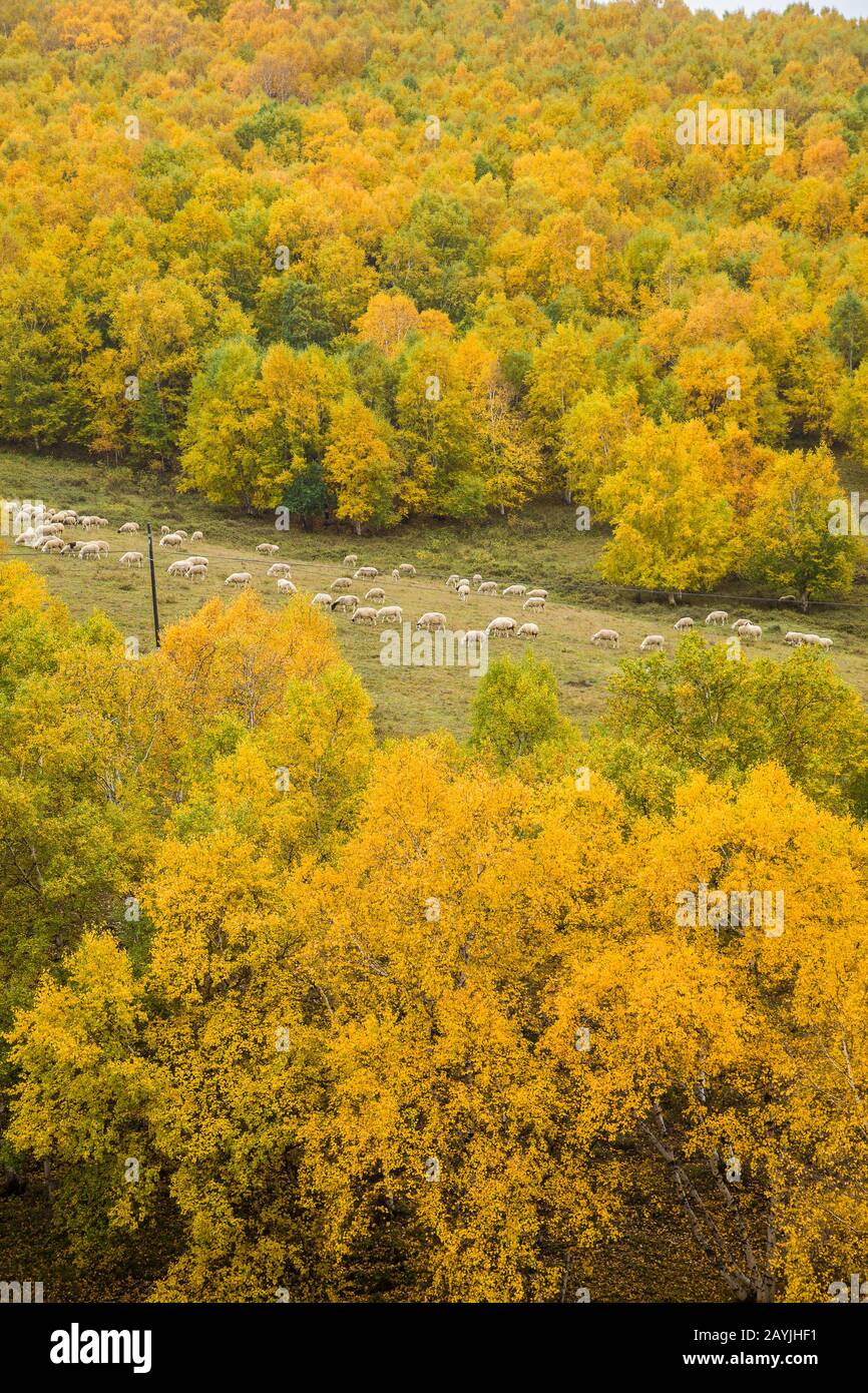 A flock of sheep are eating grass on the hill of autumn Stock Photo - Alamy