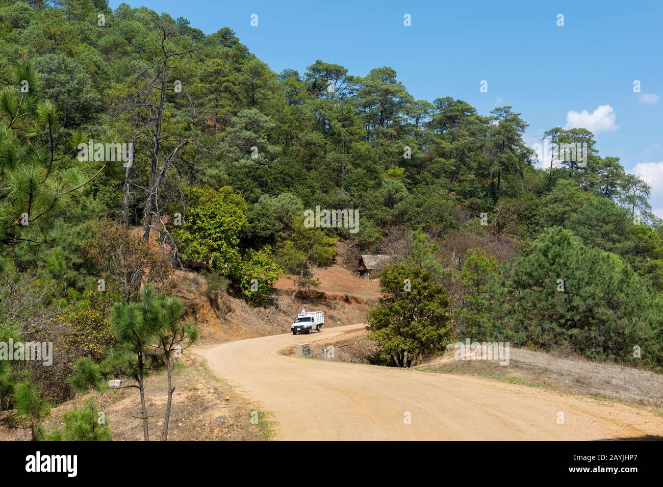A gravel road in the hills covered with Ponderosa pine trees near the Mixtec village of San Juan Contreras near Oaxaca, Mexico. Stock Photo