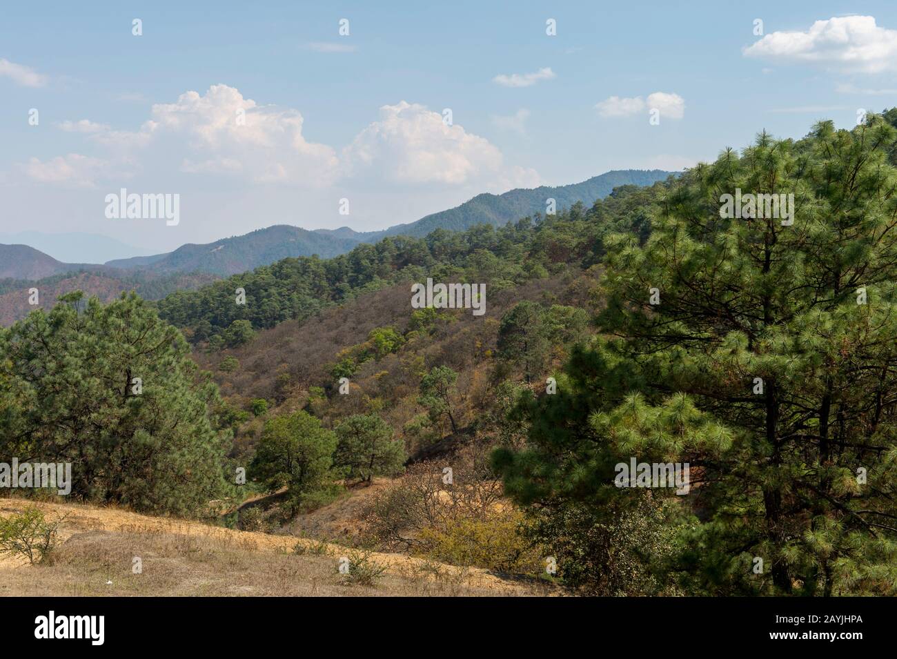 Hills with Ponderosa pine trees near the Mixtec village of San Juan Contreras near Oaxaca, Mexico. Stock Photo