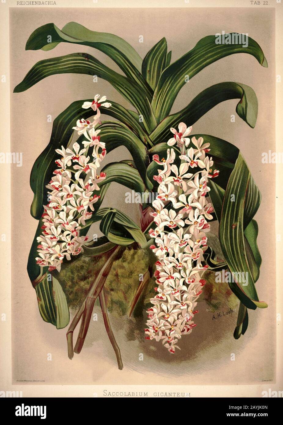 Frederick Sander - Reichenbachia I plate 22 (1888) - Saccolabium giganteum. Stock Photo