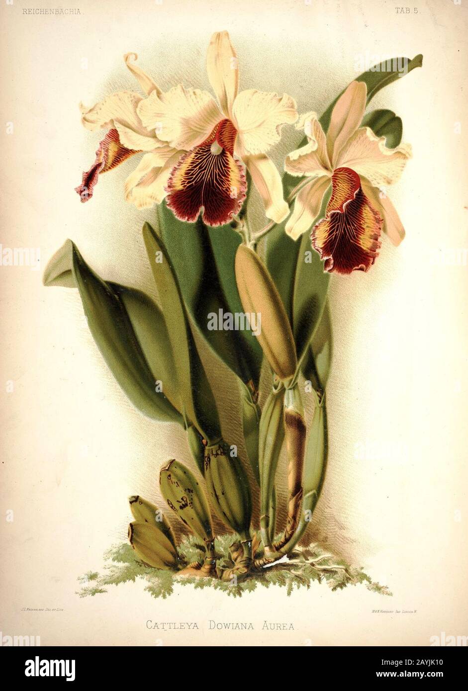 Frederick Sander - Reichenbachia I plate 05 (1888) - Cattleya dowiana aurea. Stock Photo