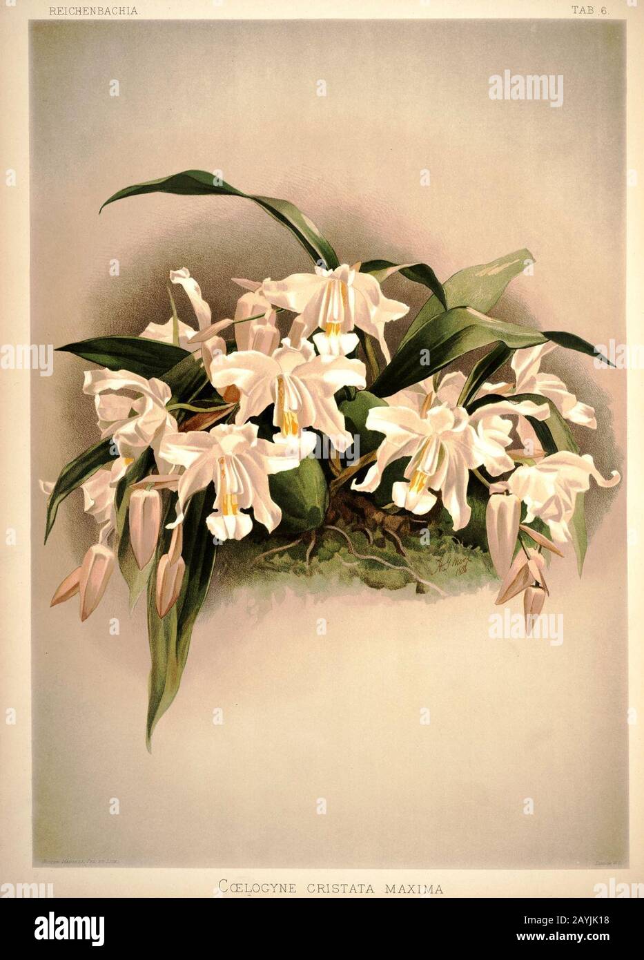 Frederick Sander - Reichenbachia I plate 06 (1888) - Coelogyne cristata maxima. Stock Photo