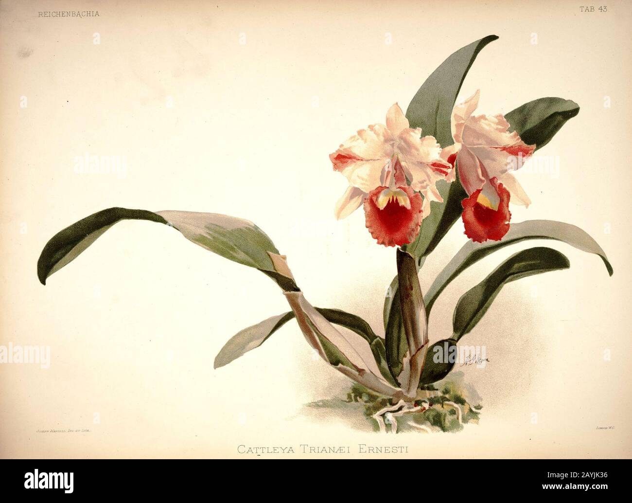 Frederick Sander - Reichenbachia I plate 43 (1888) - Cattleya trianae ernesti. Stock Photo