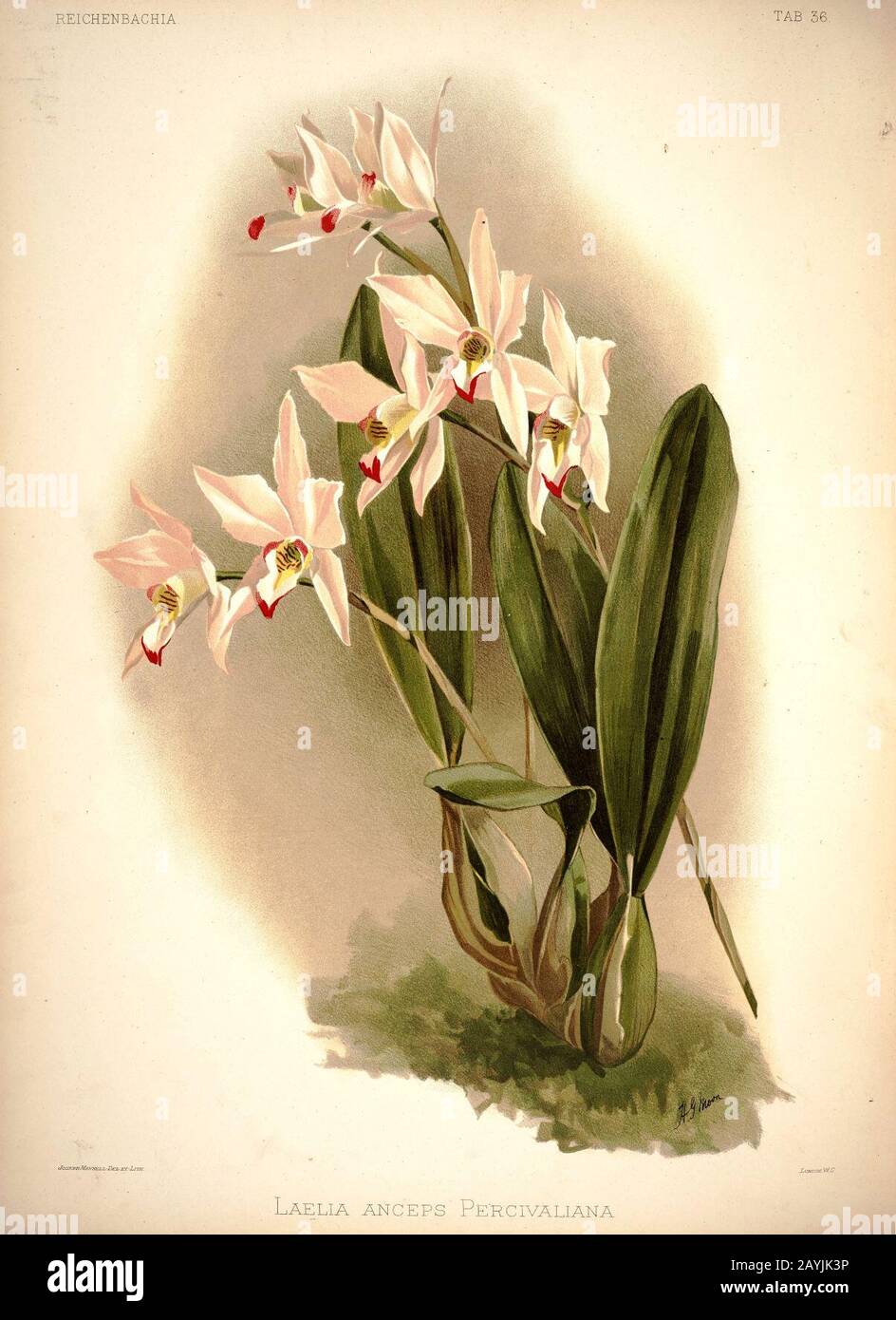 Frederick Sander - Reichenbachia I plate 36 (1888) - Laelia anceps percivaliana. Stock Photo