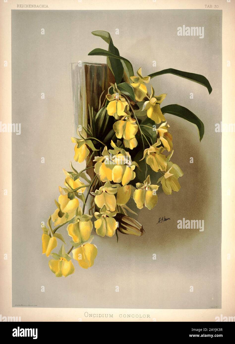 Frederick Sander - Reichenbachia I plate 30 (1888) - Oncidium concolor. Stock Photo