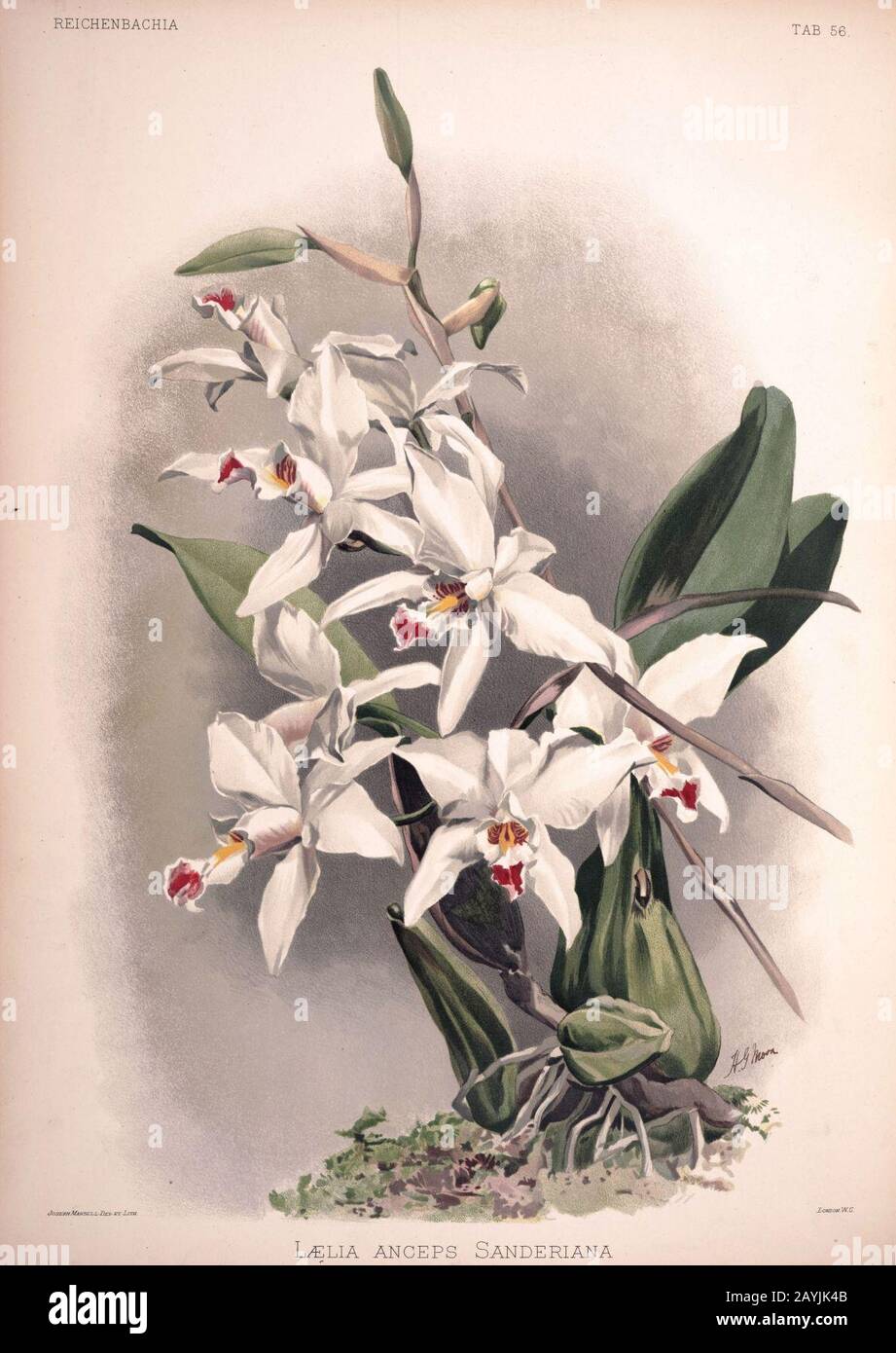 Frederick Sander - Reichenbachia II plate 56 (1890) - Laelia anceps sanderiana. Stock Photo