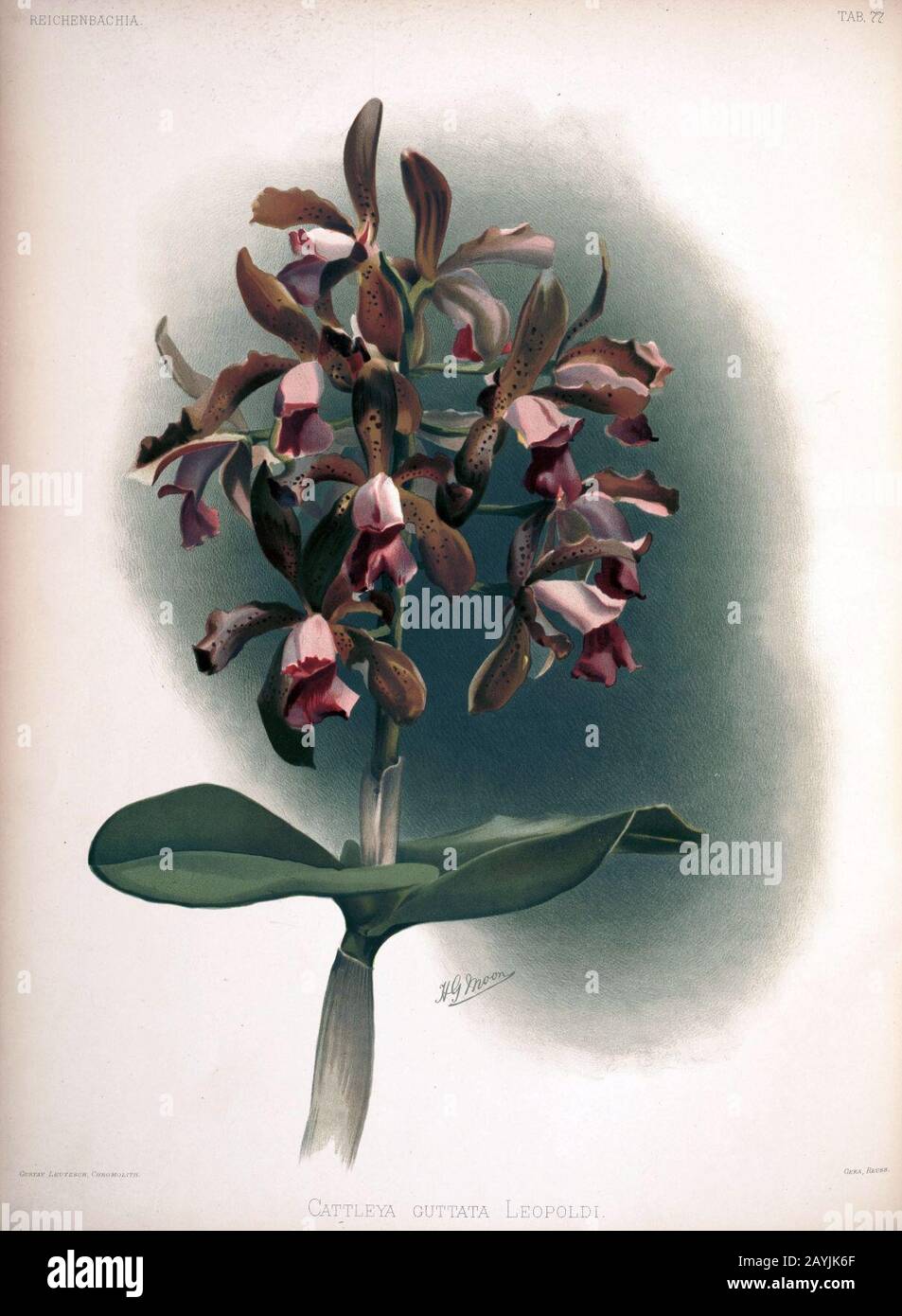 Frederick Sander - Reichenbachia II plate 77 (1890) - Cattleya guttata leopoldi. Stock Photo