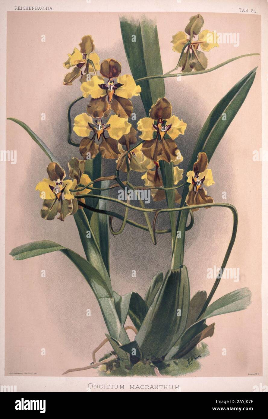 Frederick Sander - Reichenbachia II plate 64 (1890) - Oncidium macranthum. Stock Photo