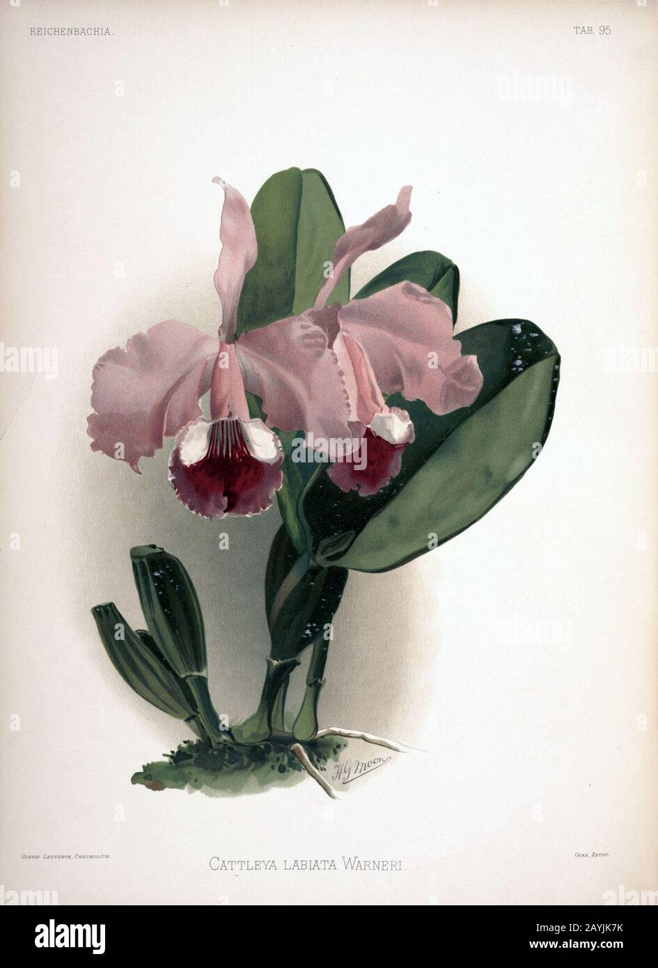 Frederick Sander - Reichenbachia II plate 95 (1890) - Cattleya labiata warneri. Stock Photo