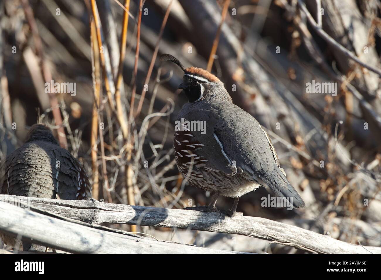 Gambel's Quail New Mexico Stock Photo Alamy