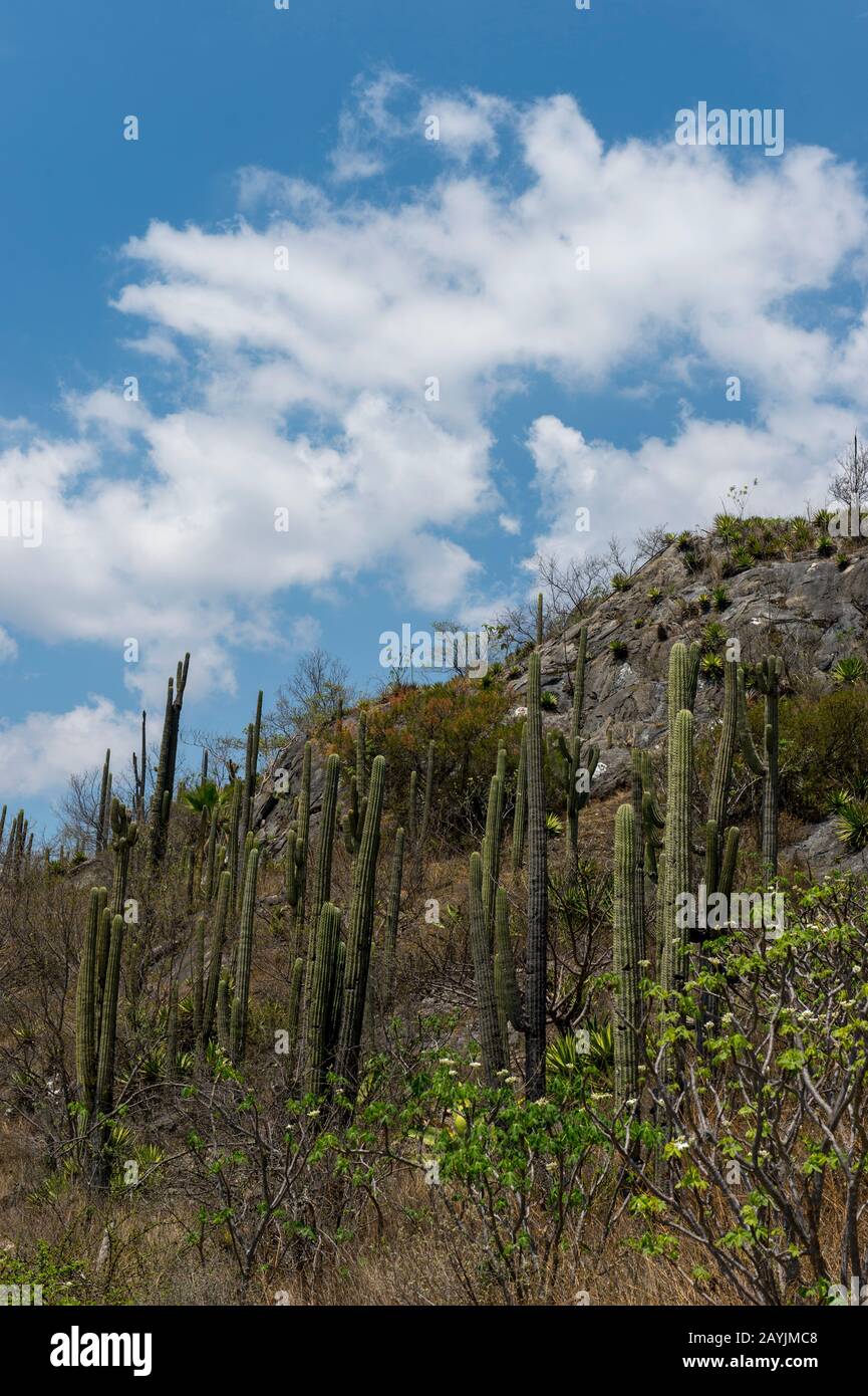 Saguaro cacti on the hillside at Hierve el Agua near Oaxaca, southern Mexico. Stock Photo