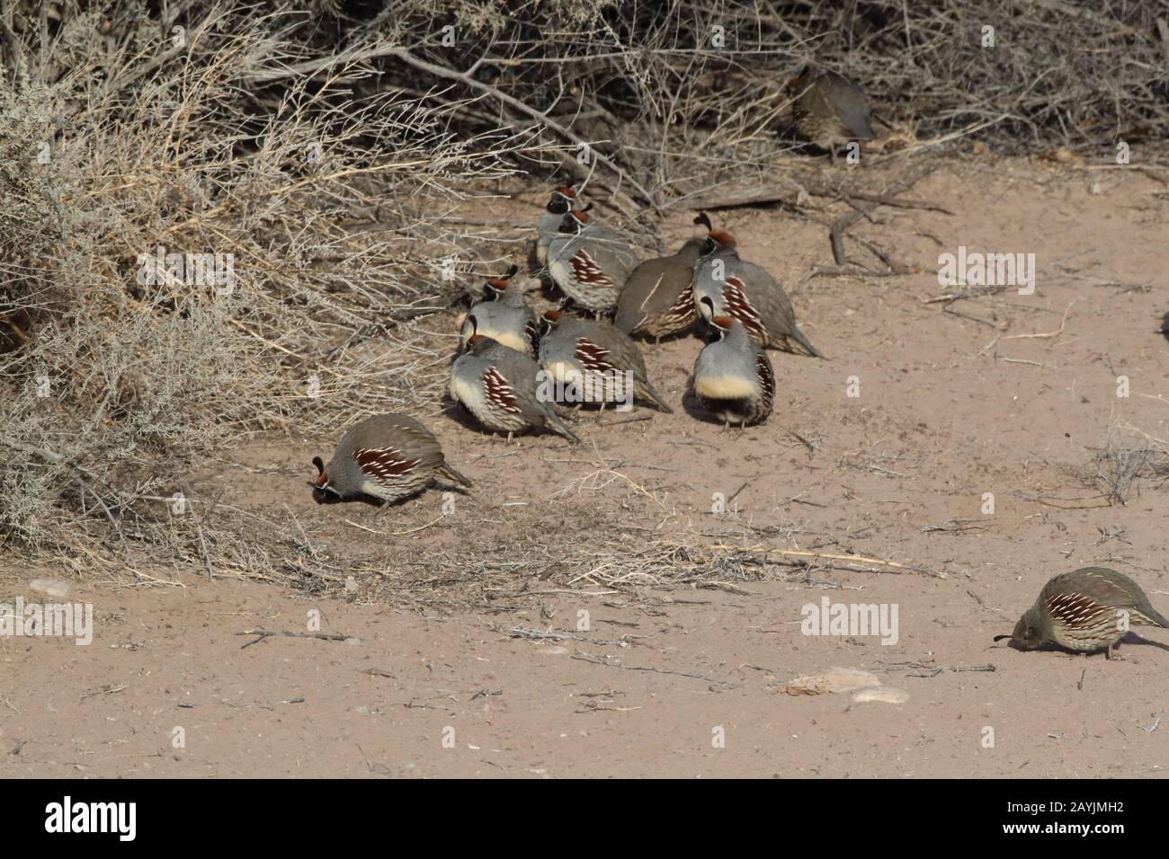 Gambel's Quail New Mexico Stock Photo - Alamy