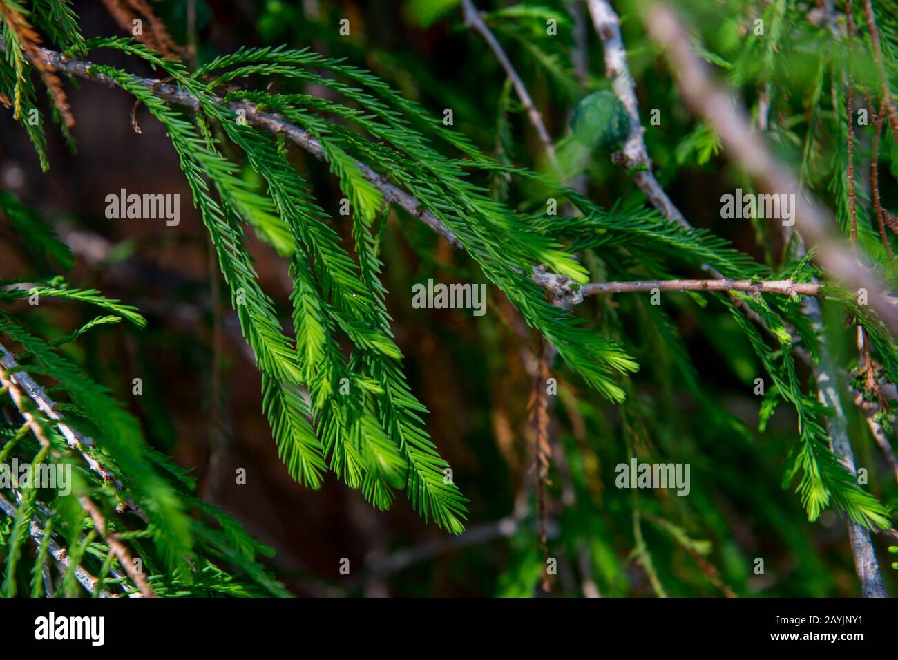 Close-up of the foliage of El Arbol del Tule (Tule Tree, Montezuma cypress), a tree located in the church grounds in the town center of Santa Maria de Stock Photo