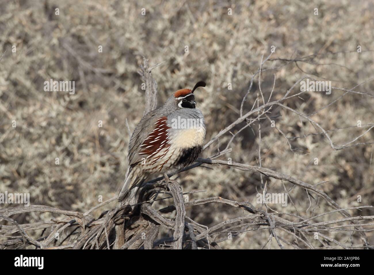 Gambel's Quail New Mexico Stock Photo Alamy