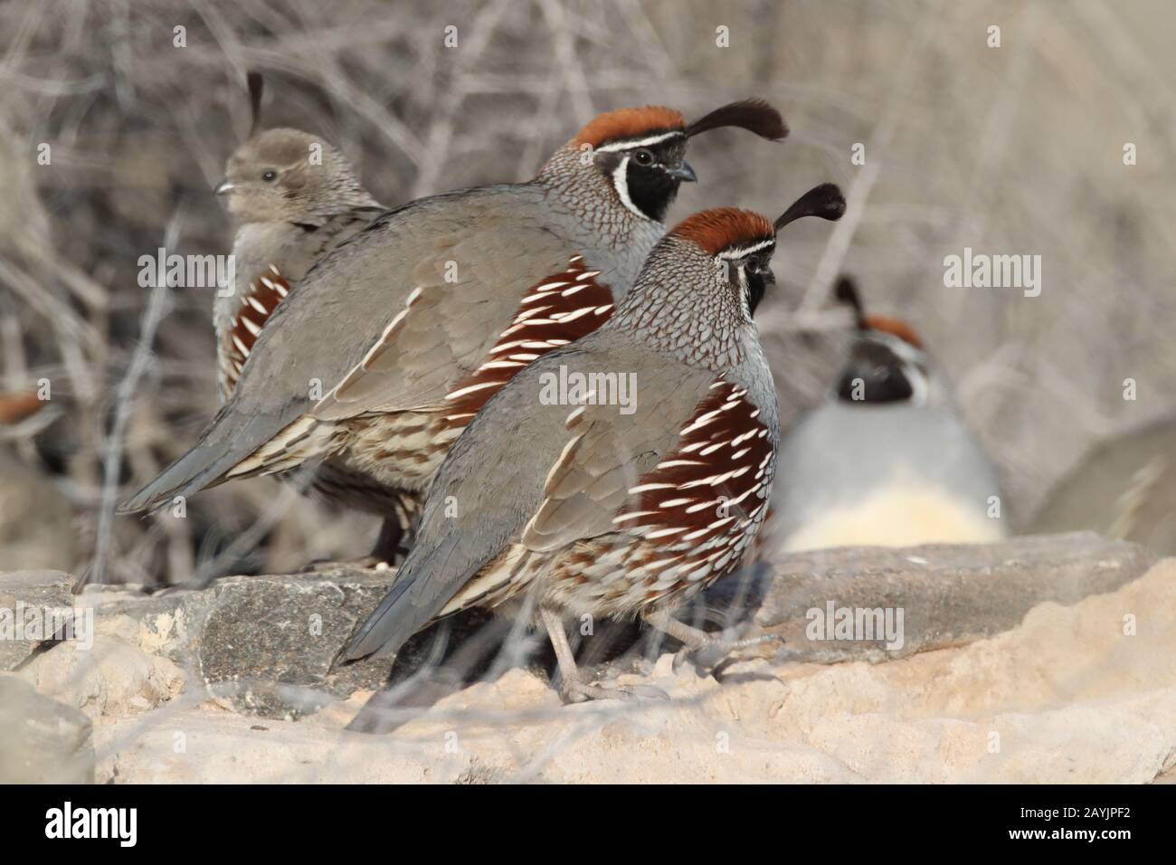 Blue scaled quail bird hi-res stock photography and images - Alamy