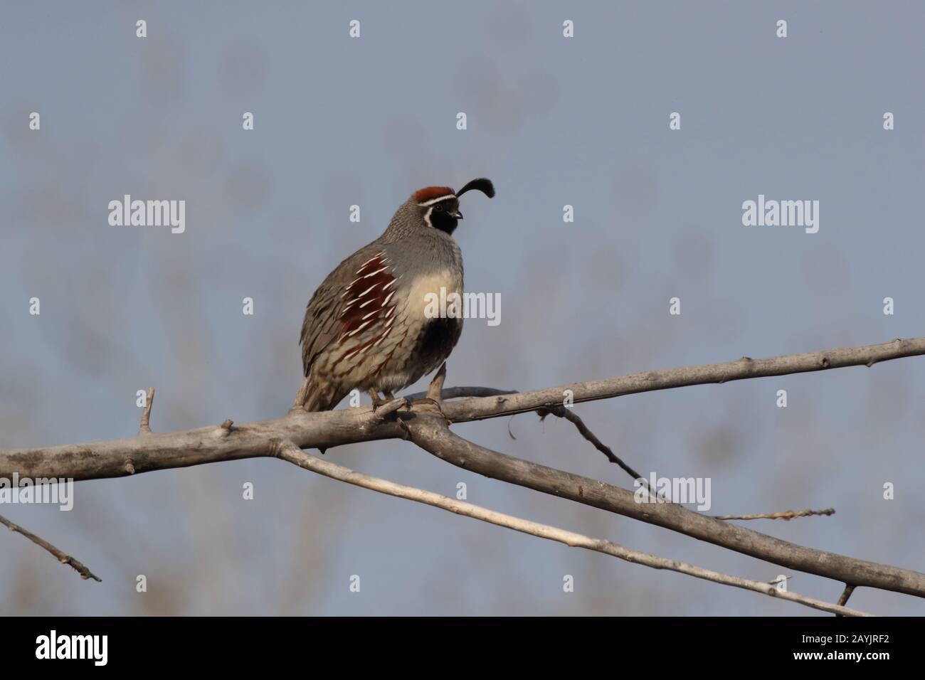 Gambel's Quail New Mexico Stock Photo Alamy