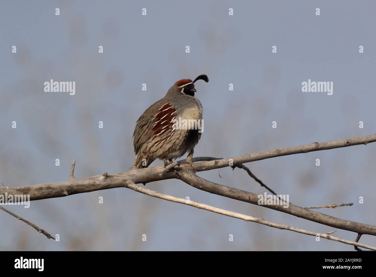 Gambel's Quail New Mexico Stock Photo Alamy