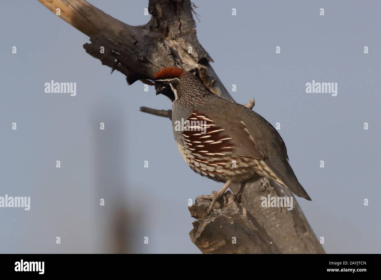 Gambel's Quail New Mexico Stock Photo Alamy