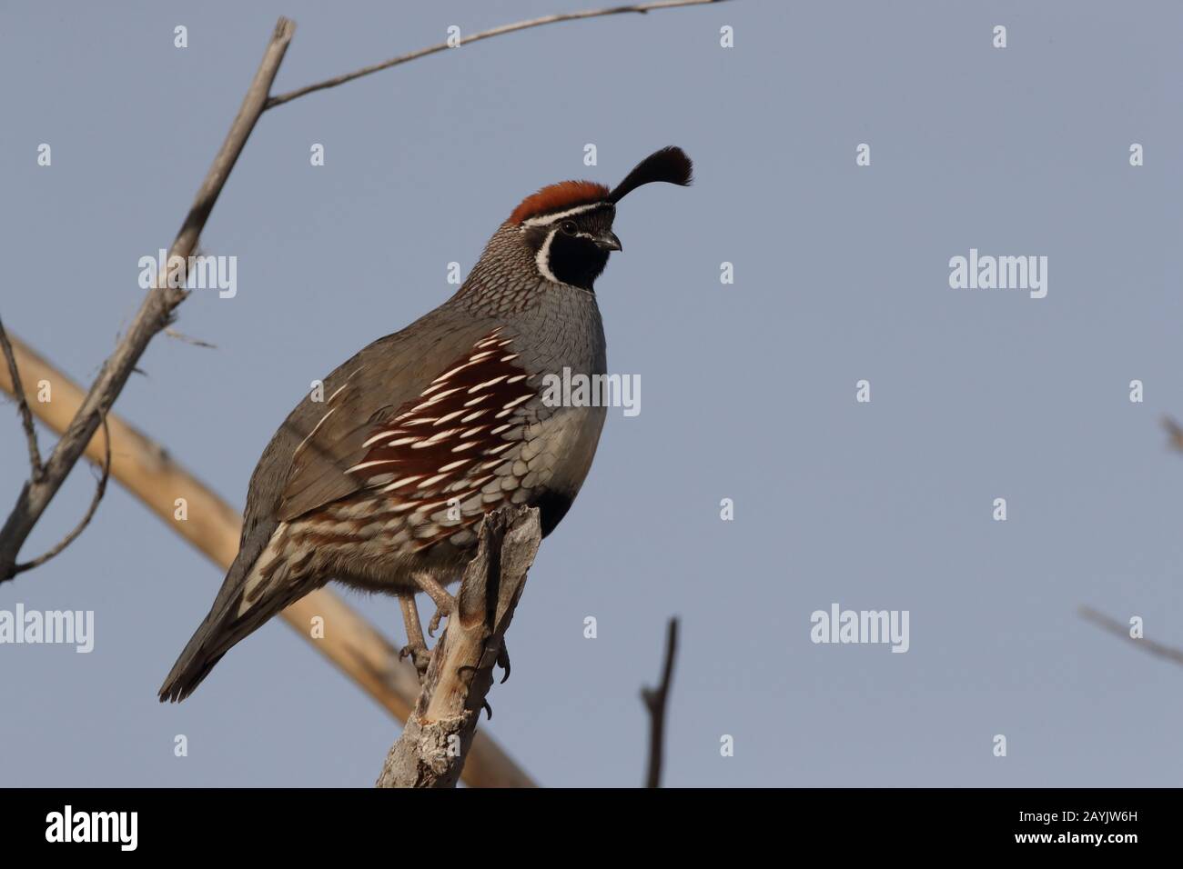Gambel's Quail New Mexico Stock Photo Alamy