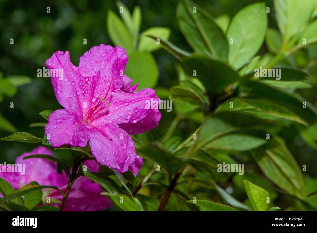 Photograph of a pink flower called Azalia on a green leaves Stock Photo