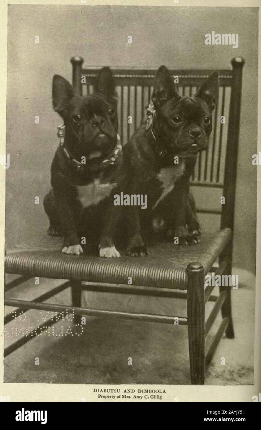 French Bulldogs circa 1905 Stock Photo Alamy