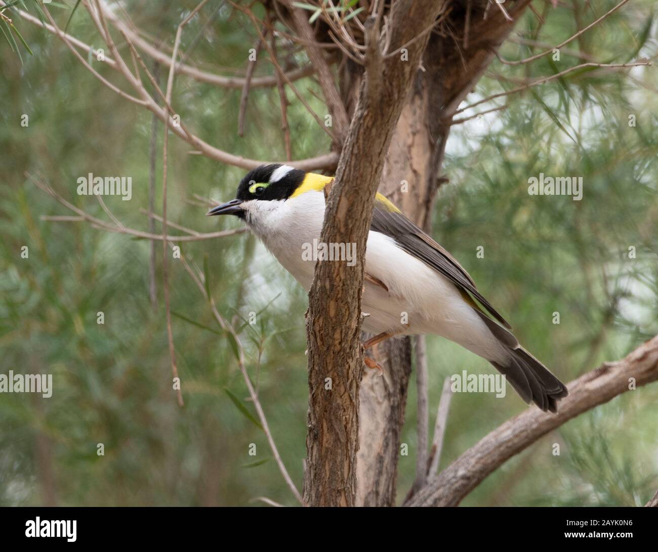 Golden-backed Honeyeater or Black-chinned Honeyeater (Melithreptus gularis) perched in a tree Stock Photo