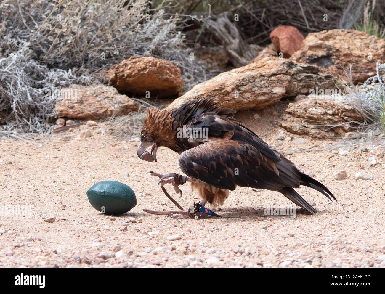 A Black-breasted Buzzard (Hamirostra melanosternon) uses a stone as a tool to break a fake emu egg during a bird display in Australia Stock Photo