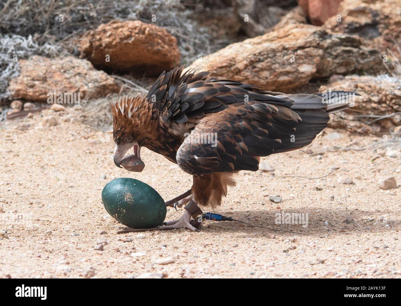 A Black-breasted Buzzard (Hamirostra melanosternon) uses a stone as a tool to break a fake emu egg during a bird display in Australia Stock Photo