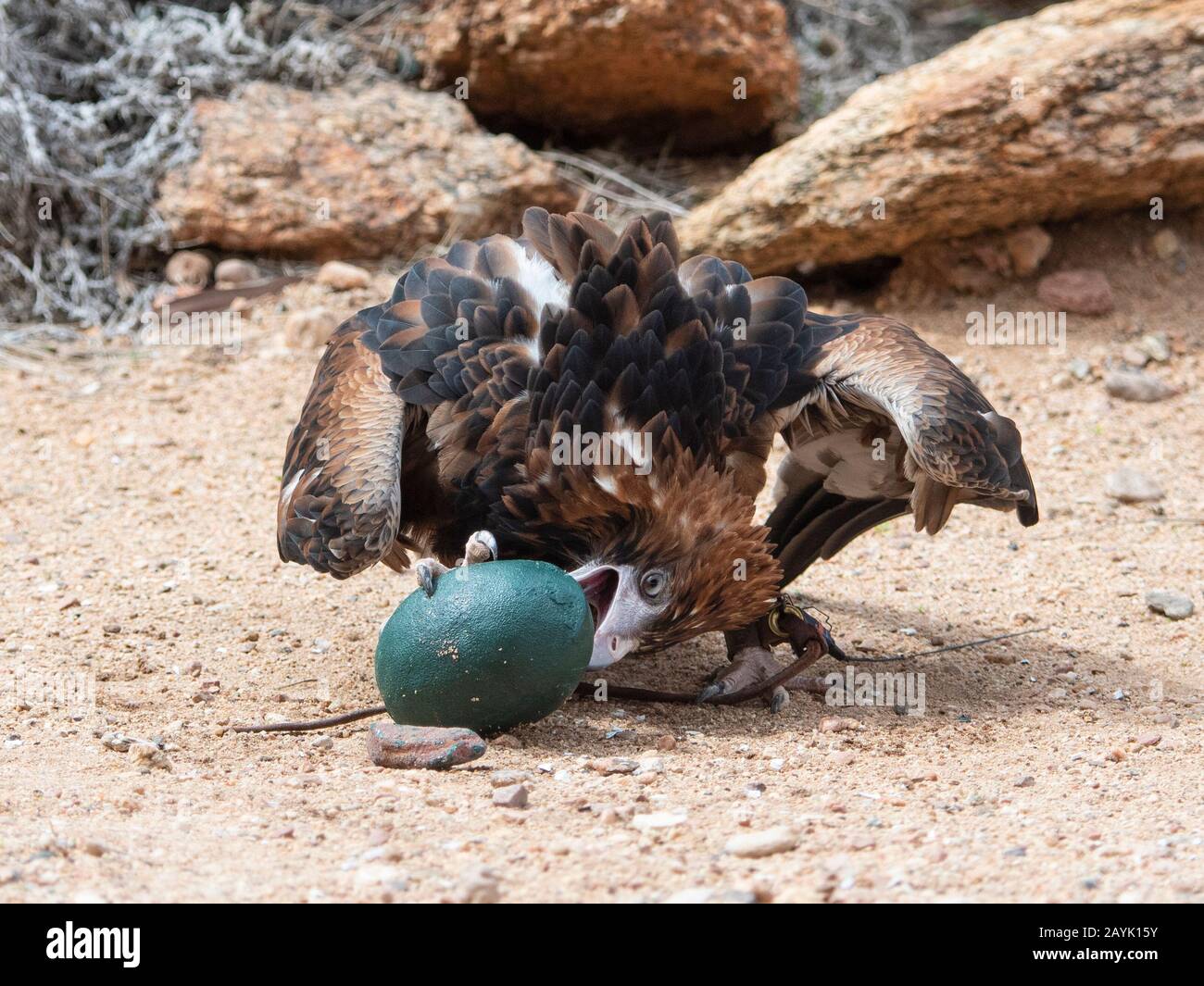 A Black-breasted Buzzard (Hamirostra melanosternon) breaking open a fake emu egg during a bird display in Australia Stock Photo