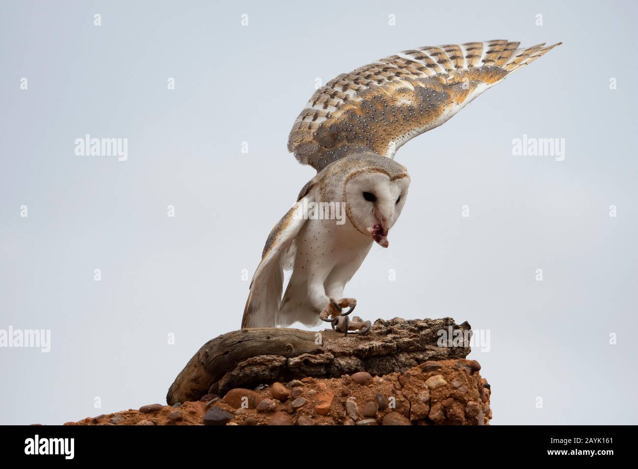 Barn Owl (Tyto alba) with an open wing and feeding Stock Photo