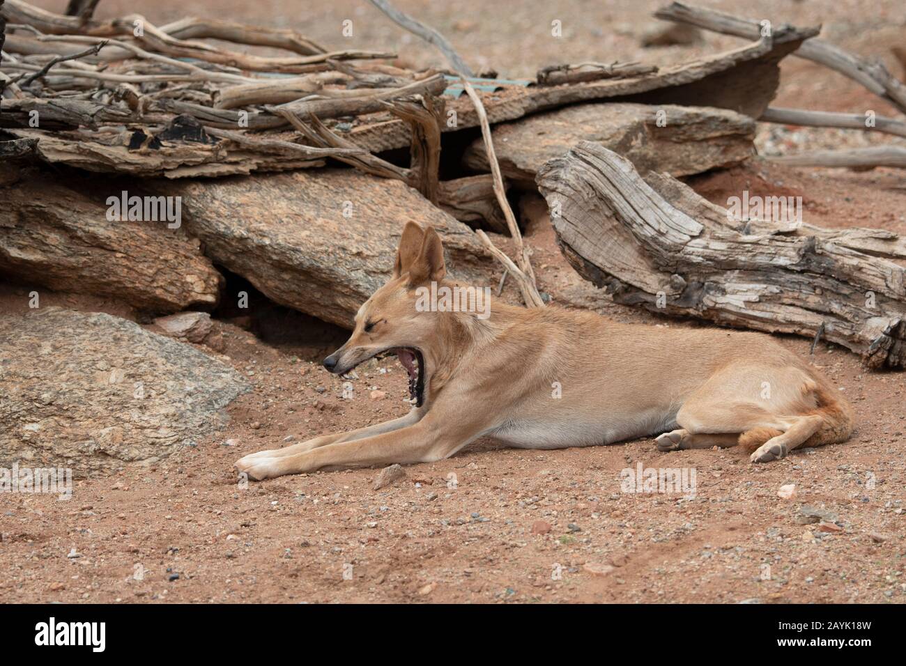 Dingo lying down and yawning (Canis familiaris dingo or Canis lupus dingo) Stock Photo