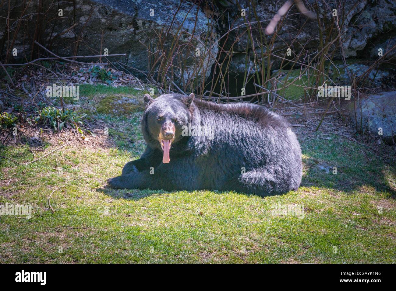 Black Bears - Grandfather Mountain