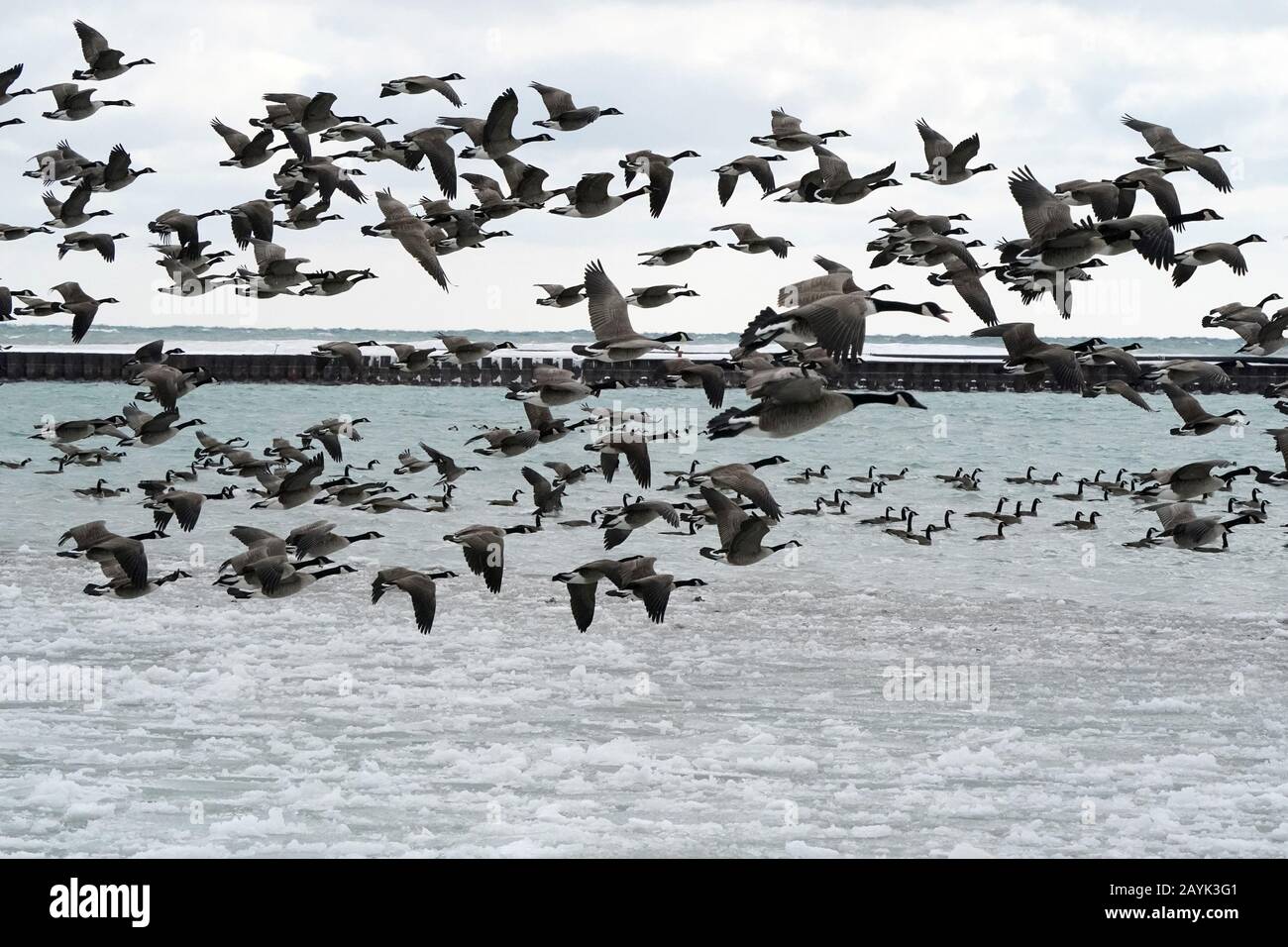 Canada Geese in flight Stock Photo