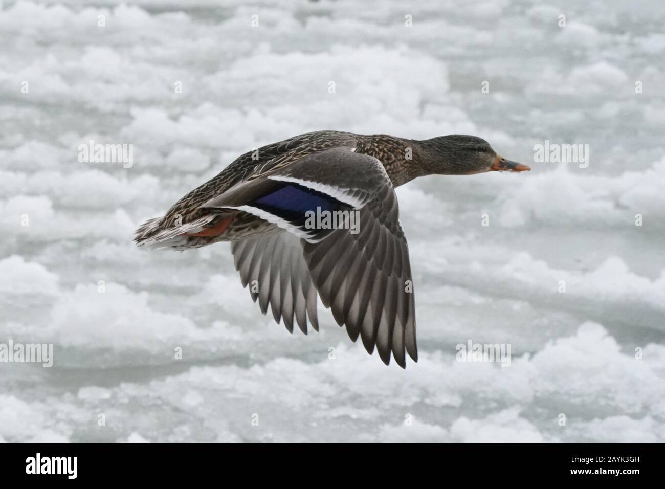 Mallards at Lake in Winter Stock Photo