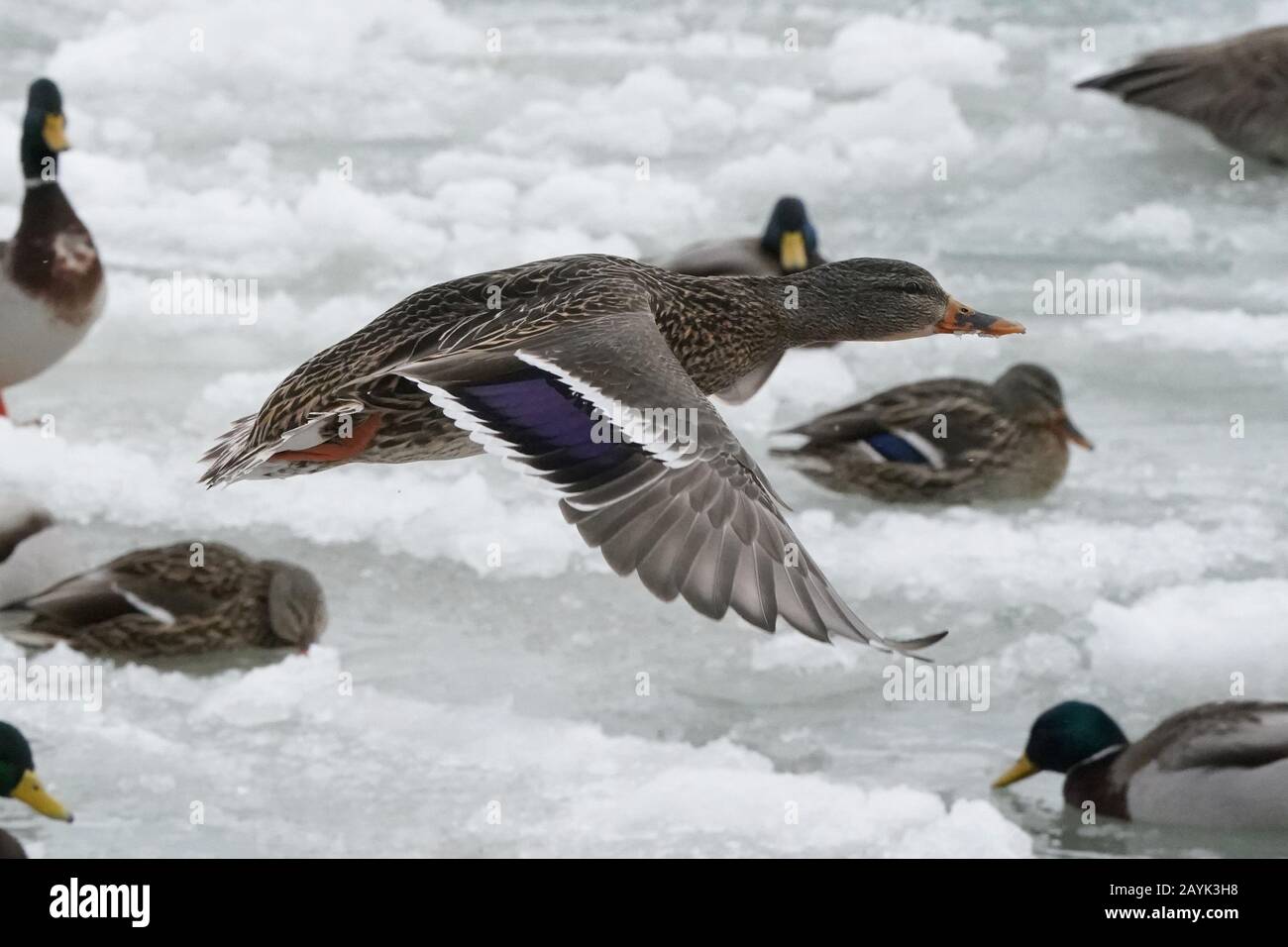 Mallards at Lake in Winter Stock Photo
