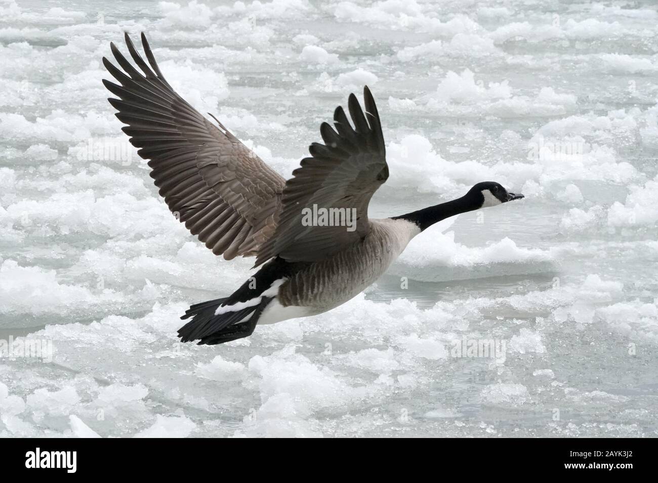 Canada Geese in flight Stock Photo