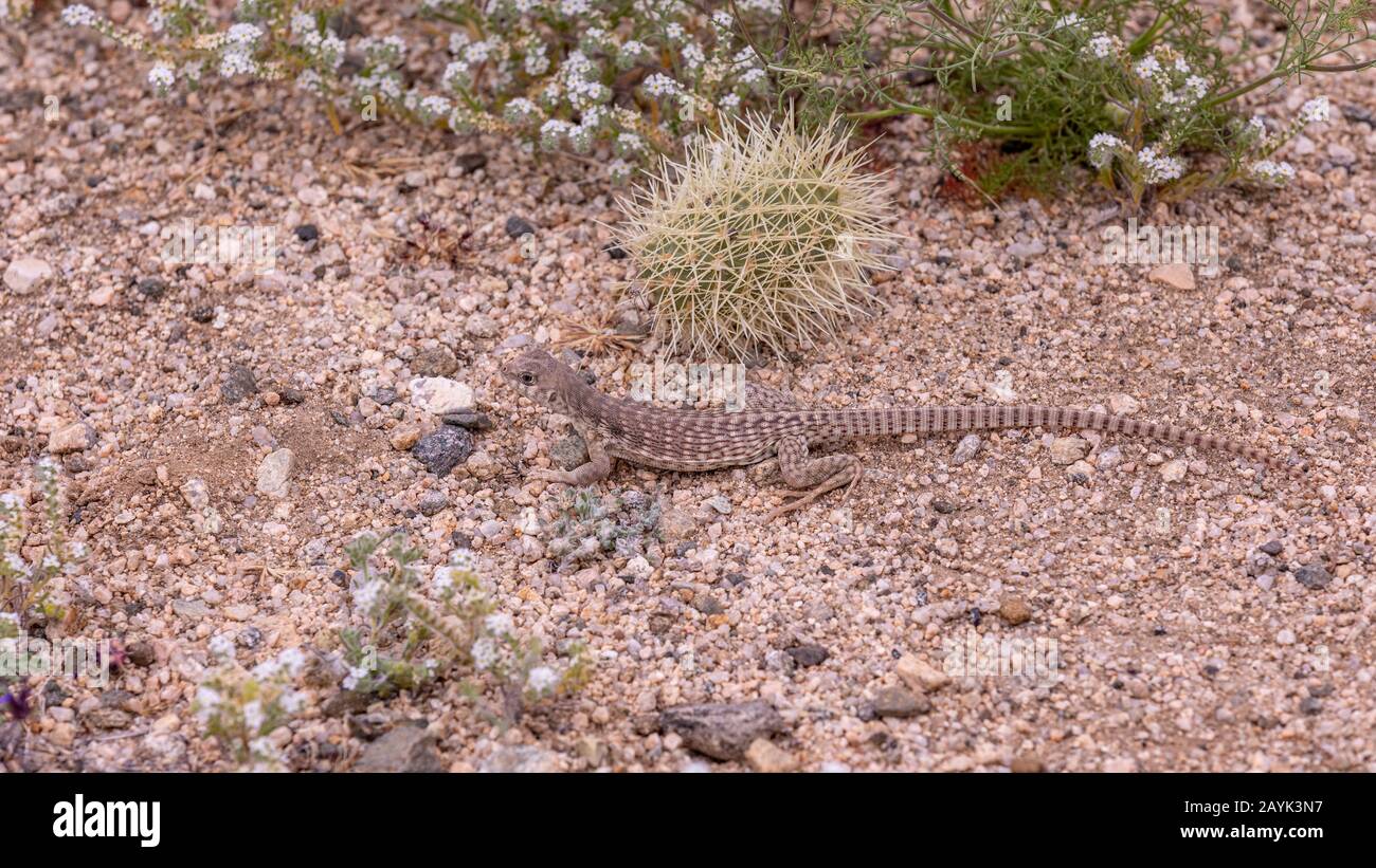 Up close shot of Desert Iguana(Dipsosaurus dorsalis) posing on a ...