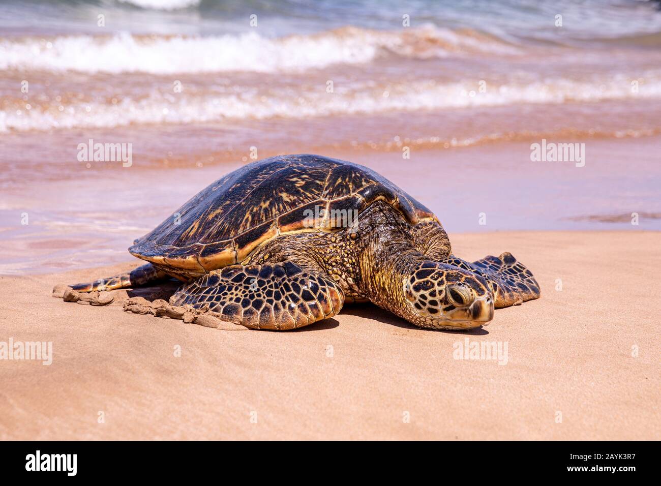 Up close photo of a green turtle on a Kamaole Beach III, Maui Hawaii. A young green turtle crawled on a beach full of people on a sunny day Stock Photo