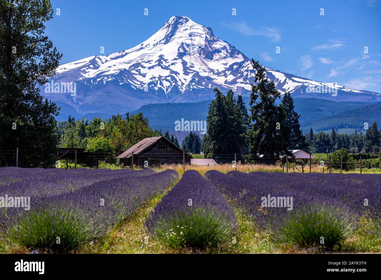 Scenic view of Mt Hood from Lavender Valley farm, Oregon Stock Photo