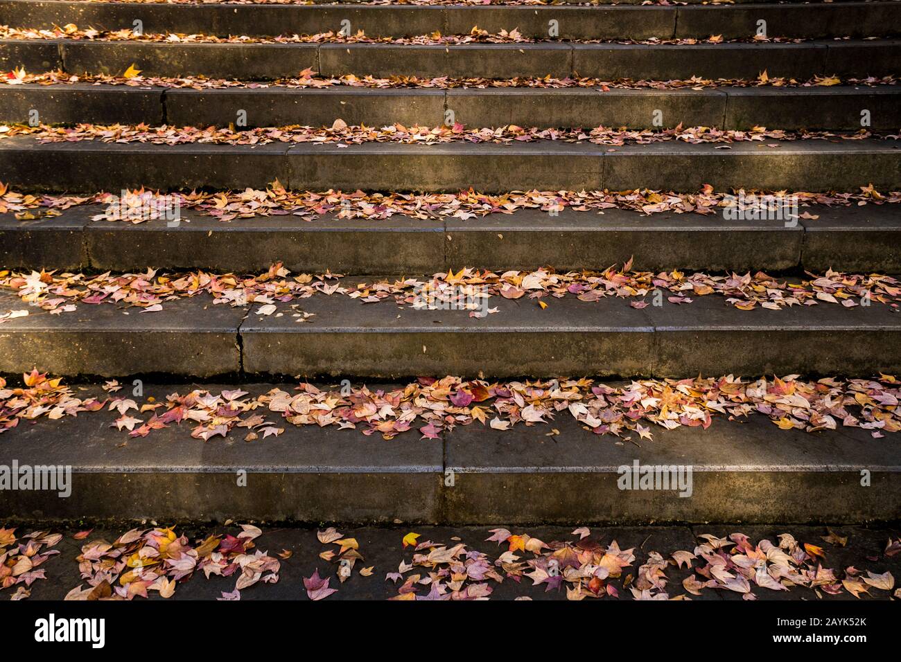 Stone stairs in the park strewn with fallen maple leaves, High Angle View Stock Photo
