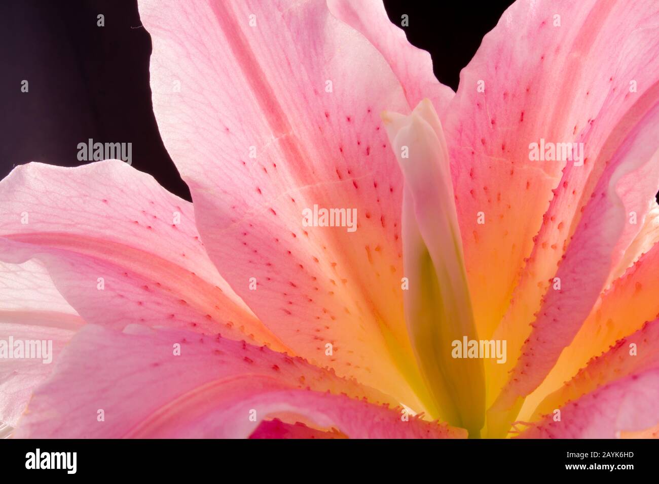 Beautiful pink lily closeup Stock Photo