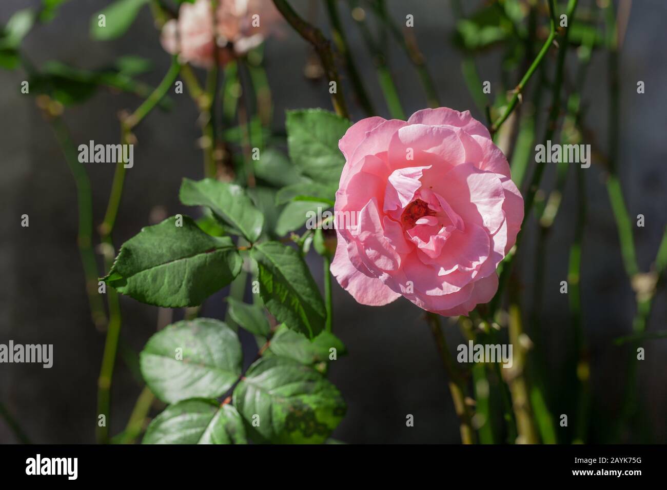 Beautiful pink rose in a garden (rose Stock Photo - Alamy