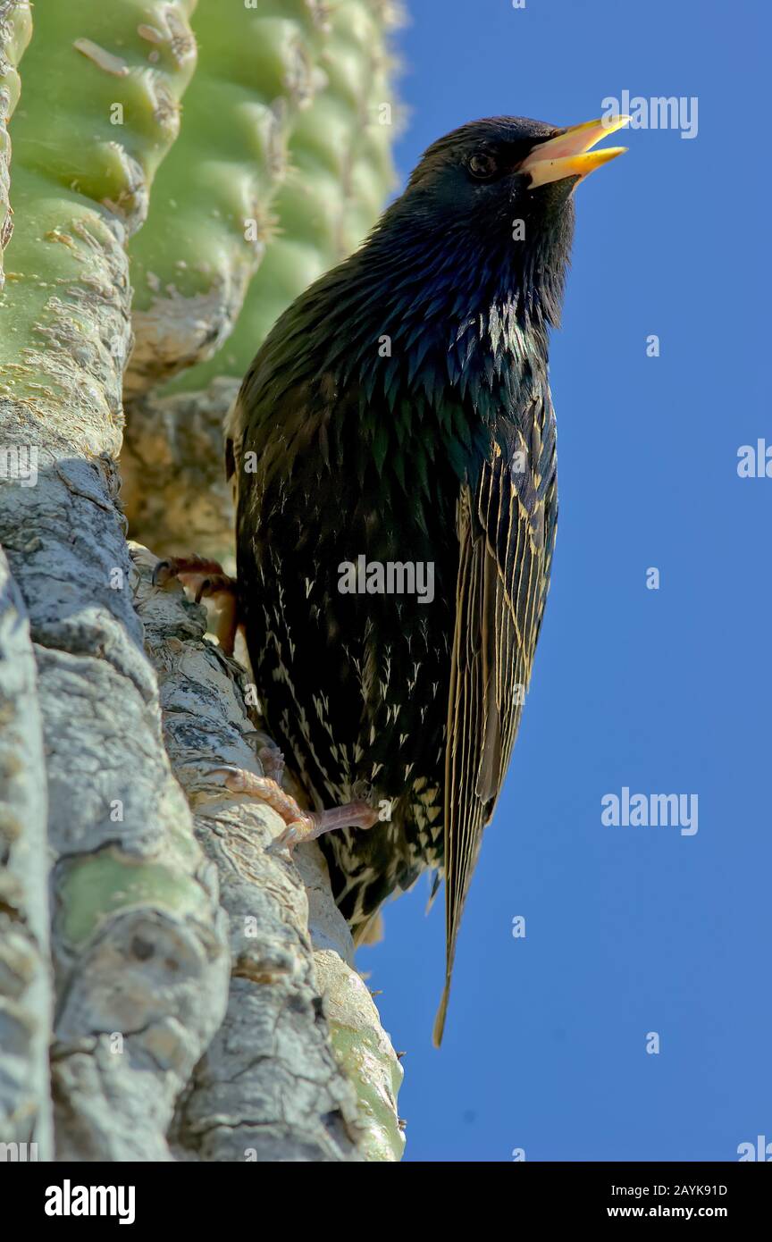 A black Starling calling out for his or her mate as it prepares to go into the nest hole built into a Saguaro Cactus native to Arizona. Stock Photo