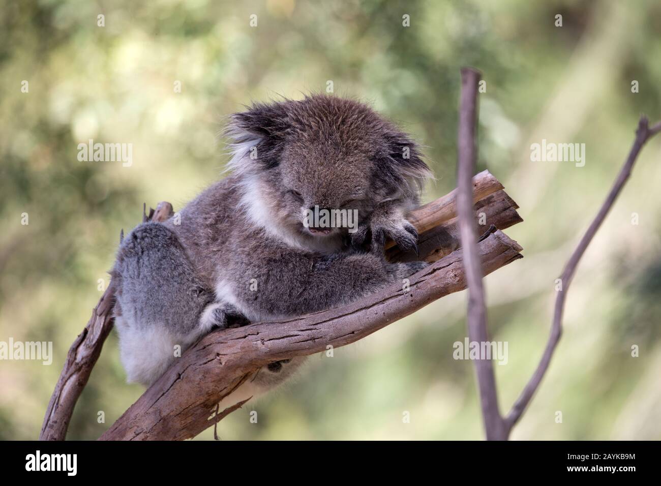 Australia Australian Wildlife Marsupial Mammal Animal Cute Cuddly High